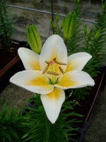 [1616 Tinos No01.JPG]